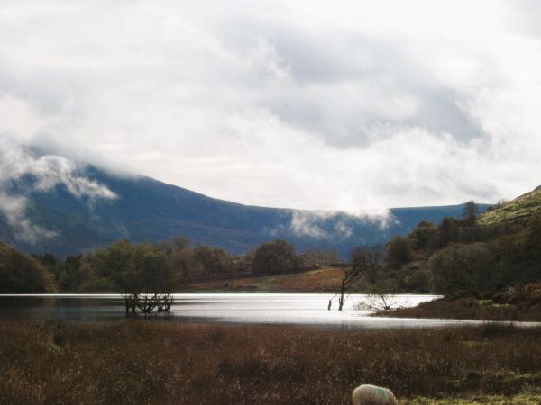 Llyn Cynwch